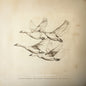 Wild Geese LP  (Preorder: Ships June 06, 2025)